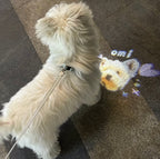 DIY Night Projection Light to Prevent Pets from Getting Lost