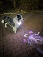 DIY Night Projection Light to Prevent Pets from Getting Lost