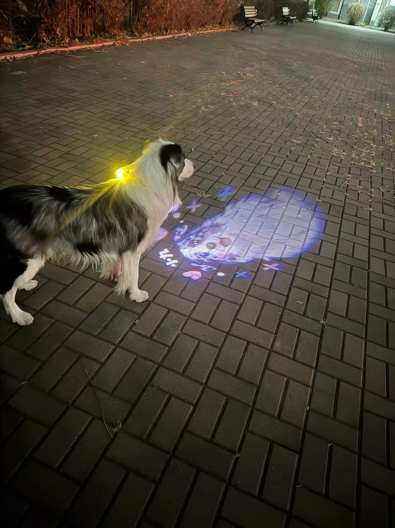 DIY Night Projection Light to Prevent Pets from Getting Lost