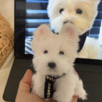 Skypet Custom Felt Pet Keychain